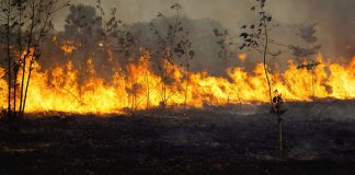 Foto: Incendios en Ecuador siguen activos / Cortesía