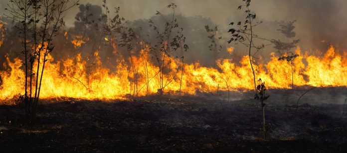 Foto: Incendios en Ecuador siguen activos / Cortesía Foto: Incendios en Ecuador siguen activos / Cortesía