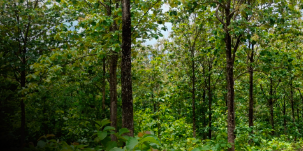 Foto: MARENA autoriza 1,860 constancias para exportaciones forestales en 2026/Cortesía
