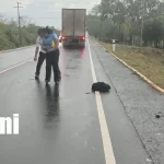 Foto: Muere bajo las pesadas llantas de un cabezal en León /TN8