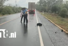 Motociclista muere al caer bajo las llantas de un cabezal en La Paz Centro, León Foto: Muere bajo las pesadas llantas de un cabezal en León /TN8