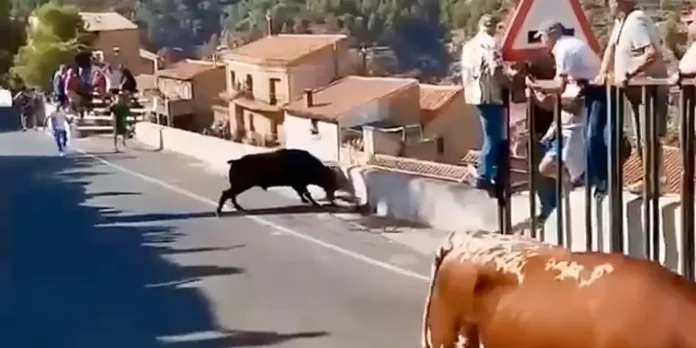 Foto: Mujer de 64 años muere corneada por un toro durante encierro en España (VIDEO) /Cortesía Foto: Mujer de 64 años muere corneada por un toro durante encierro en España (VIDEO) /Cortesía