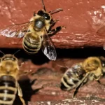 Tarde de terror: ataque masivo de abejas deja 31 lesionados en Venezuela Foto: Enjambre de abejas ataca a multitud y deja 31 lesionados en Venezuela /Cortesía