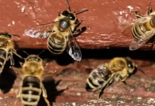Tarde de terror: ataque masivo de abejas deja 31 lesionados en Venezuela Foto: Enjambre de abejas ataca a multitud y deja 31 lesionados en Venezuela /Cortesía