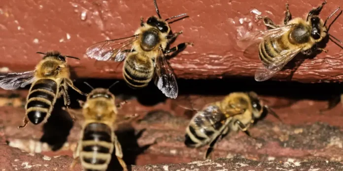 Foto: Enjambre de abejas ataca a multitud y deja 31 lesionados en Venezuela /Cortesía Foto: Enjambre de abejas ataca a multitud y deja 31 lesionados en Venezuela /Cortesía