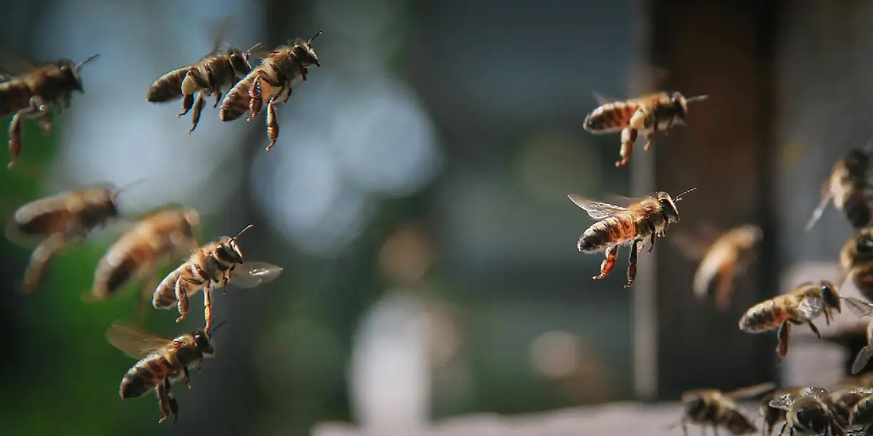 Foto: Enjambre de abejas ataca a multitud y deja 31 lesionados en Venezuela /Cortesía