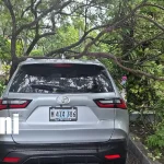 Lluvia y fuertes ráfagas provocan caída de árboles y daños en Managua Foto: Ráfagas de viento causan caída de árboles en Managua /TN8