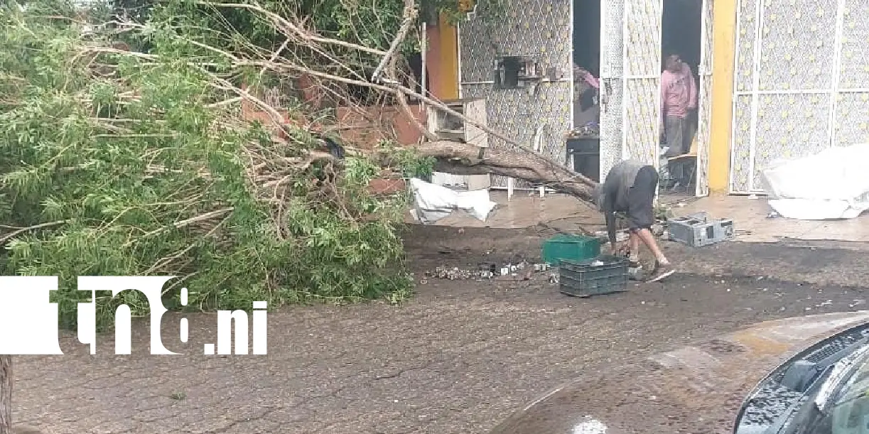 Foto: Ráfagas de viento causan caída de árboles en Managua /TN8