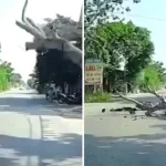 Foto: Motociclista muere aplastado por un árbol en Vietnam /Cortesía