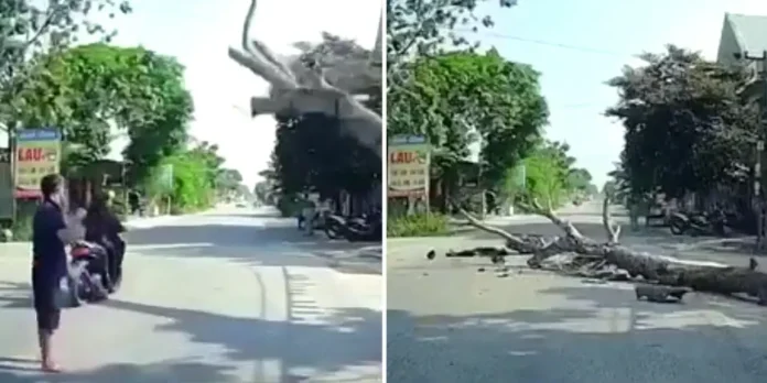 Foto: Motociclista muere aplastado por un árbol en Vietnam /Cortesía Foto: Motociclista muere aplastado por un árbol en Vietnam /Cortesía