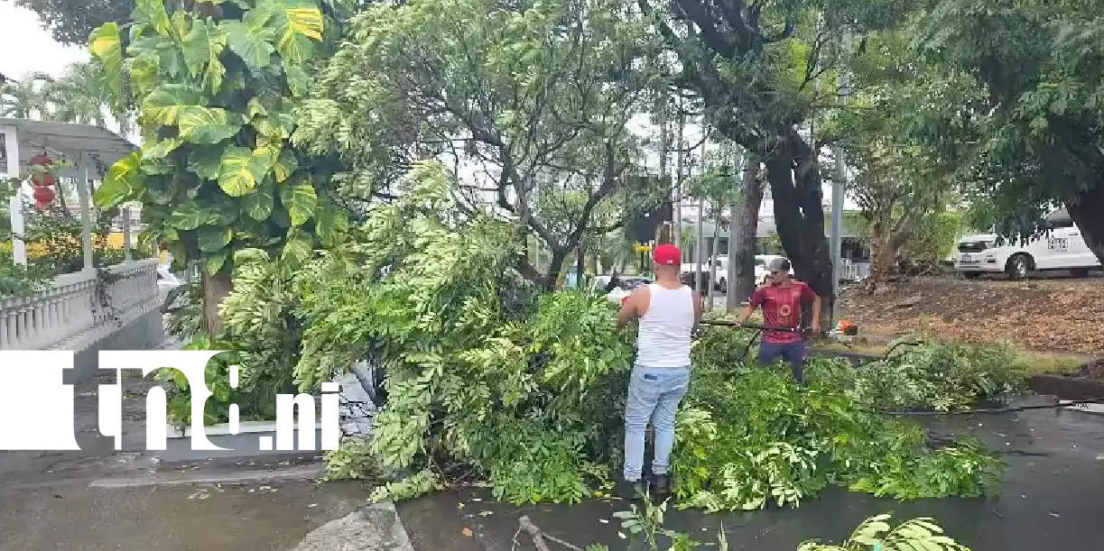 Foto: Ráfagas de viento causan caída de árboles en Managua /TN8