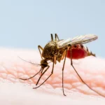 Foto: ¿Cómo evitar el chikungunya? /Cortesía