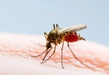 Foto: ¿Cómo evitar el chikungunya? /Cortesía