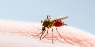 Foto: ¿Cómo evitar el chikungunya? /Cortesía