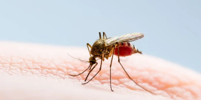 Foto: ¿Cómo evitar el chikungunya? /Cortesía