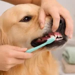 ¿Le cepillás los dientes a tu perro? Podrías estar evitando enfermedades Foto: ¿Sabías que tu perro necesita cepillarse los dientes? /Cortesía