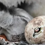 Descubren una nueva especie de pingüino en las remotas islas Kerguelen Foto: Descubren una nueva especie de pingüino después de más de 100 años /Cortesía