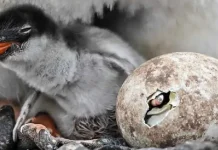 Descubren una nueva especie de pingüino en las remotas islas Kerguelen Foto: Descubren una nueva especie de pingüino después de más de 100 años /Cortesía