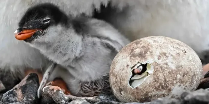 Foto: Descubren una nueva especie de pingüino después de más de 100 años /Cortesía