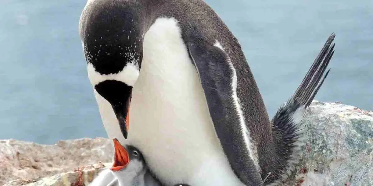 Foto: Descubren una nueva especie de pingüino después de más de 100 años /Cortesía