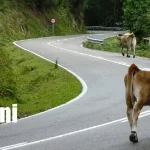 ¡Chiva con los animales en las carreteras! Conductores de Rivas piden más responsabilidad Foto: Vaca y perro provocan tragedias en Rivas /TN8