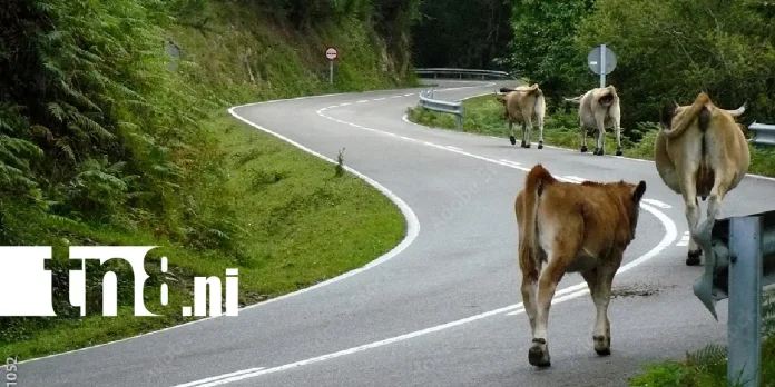 Foto: Vaca y perro provocan tragedias en Rivas /TN8