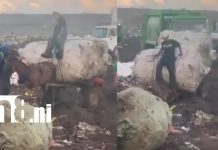 Foto: Indignación en Acahualinca: hombre golpea a caballo agotado durante jornada de carga / TN8