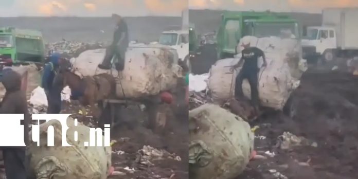 Foto: Indignación en Acahualinca: hombre golpea a caballo agotado durante jornada de carga / TN8 Foto: Indignación en Acahualinca: hombre golpea a caballo agotado durante jornada de carga / TN8