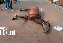 Indignación en Acahualinca: hombre golpea a caballo agotado durante jornada de carga Foto: Indignación en Acahualinca: hombre golpea a caballo agotado durante jornada de carga / Cortesia
