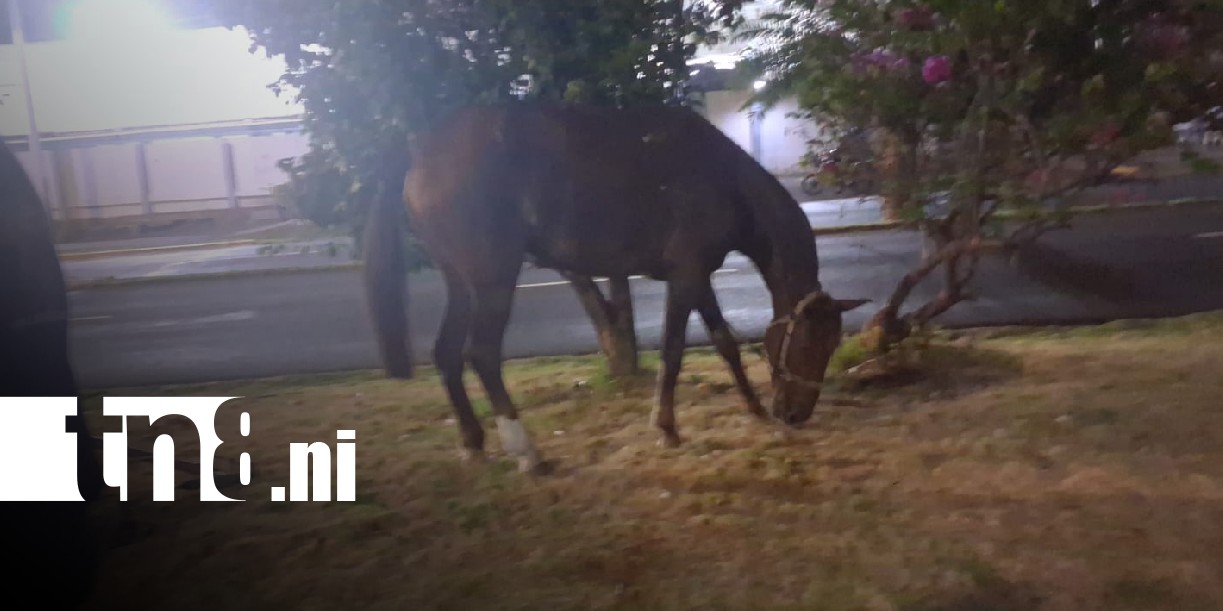 Foto: Accidente de tránsito en Carretera Norte con una carreta halada por caballo / TN8