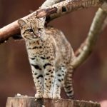 Un nuevo felino emerge de los Yungas de Bolivia tras un siglo de espera Foto: Un nuevo felino emerge de los Yungas de Bolivia tras un siglo de espera / Cortesia