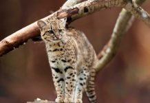 Un nuevo felino emerge de los Yungas de Bolivia tras un siglo de espera Foto: Un nuevo felino emerge de los Yungas de Bolivia tras un siglo de espera / Cortesia