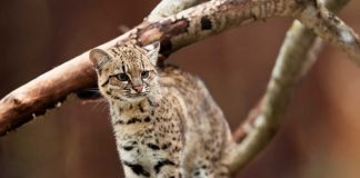 Foto: Un nuevo felino emerge de los Yungas de Bolivia tras un siglo de espera / Cortesia