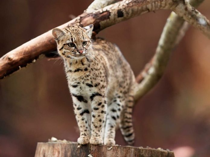 Foto: Un nuevo felino emerge de los Yungas de Bolivia tras un siglo de espera / Cortesia Foto: Un nuevo felino emerge de los Yungas de Bolivia tras un siglo de espera / Cortesia
