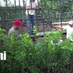 Foto: Plantas frutales en Ometepe / TN8