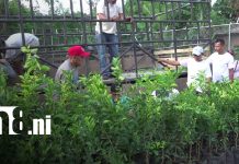 Emprendedores de Ometepe fortalecen sus conocimientos sobre plantas frutales Foto: Plantas frutales en Ometepe / TN8