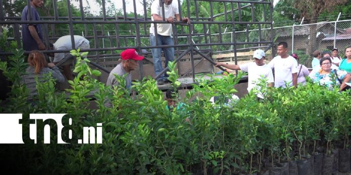 Foto: Plantas frutales en Ometepe / TN8 Foto: Plantas frutales en Ometepe / TN8