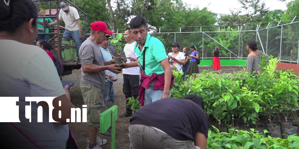 Foto: Plantas frutales en Ometepe / TN8