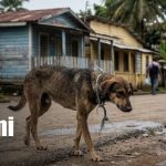 Foto: A juicio por crueldad animal en Bluefields / TN8