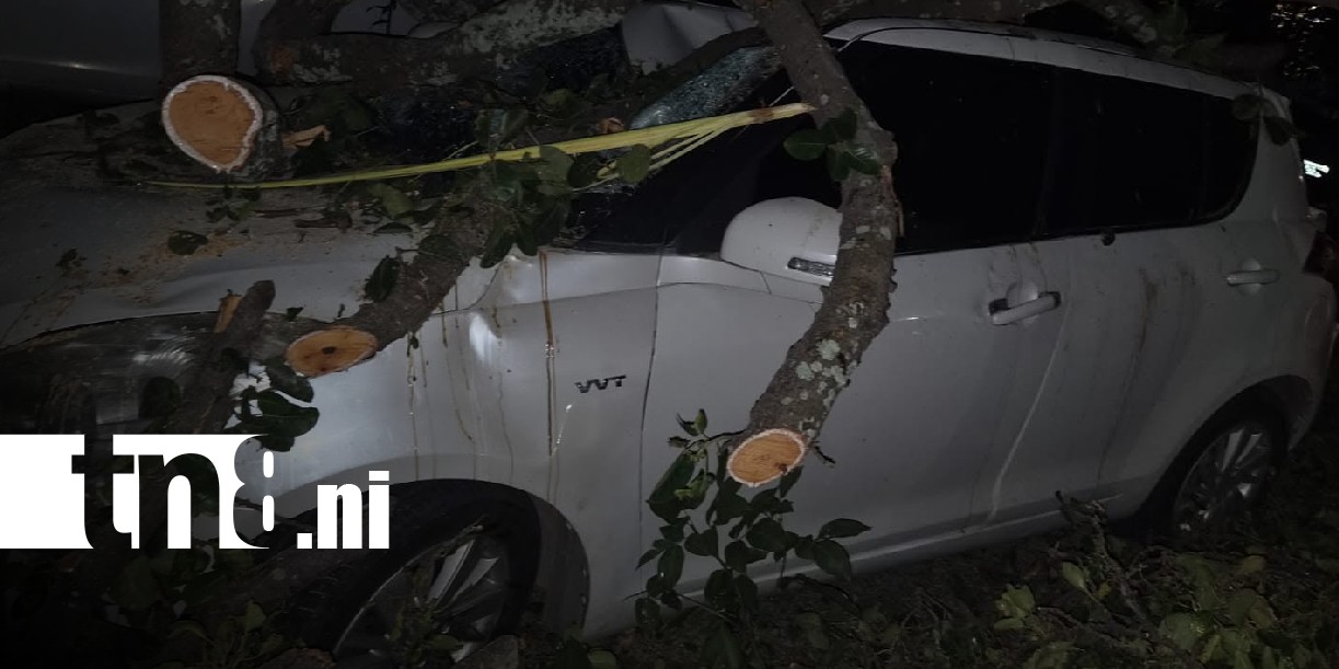 Foto: Árbol de chilamate cae sobre vehículos en Santo Domingo, Managua / TN8