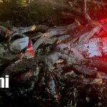 Foto: Árbol de chilamate cae sobre vehículos en Santo Domingo, Managua / TN8