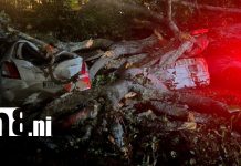 Foto: Árbol de chilamate cae sobre vehículos en Santo Domingo, Managua / TN8