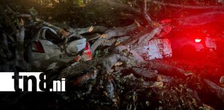 Foto: Árbol de chilamate cae sobre vehículos en Santo Domingo, Managua / TN8