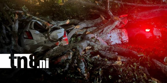 Foto: Árbol de chilamate cae sobre vehículos en Santo Domingo, Managua / TN8 Foto: Árbol de chilamate cae sobre vehículos en Santo Domingo, Managua / TN8