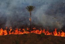 Avance de la ultraderecha en Brasil genera preocupación por el futuro de la Amazonía