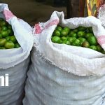 Nueva Segovia apuesta por el jocote para impulsar la economía de las familias productoras Foto: Feria del Jocote: tradición y prosperidad agrícola en Nueva Segovia/TN8