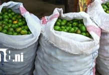 Nueva Segovia apuesta por el jocote para impulsar la economía de las familias productoras Foto: Feria del Jocote: tradición y prosperidad agrícola en Nueva Segovia/TN8