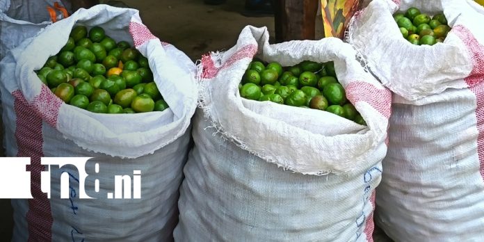 1 Foto: Feria del Jocote: tradición y prosperidad agrícola en Nueva Segovia/TN8