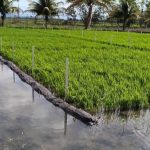 La siembra de arroz de riego alcanza 29,400 manzanas en Nicaragua Foto: Siembra de arroz de riego alcanza 29,400 manzanas en Nicaragua/Cortesía