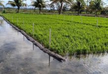 La siembra de arroz de riego alcanza 29,400 manzanas en Nicaragua Foto: Siembra de arroz de riego alcanza 29,400 manzanas en Nicaragua/Cortesía